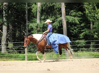 Paint Horse, Gelding, 12 years, 15 hh, Pinto