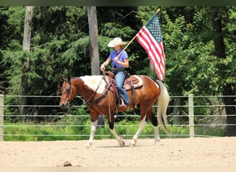 Paint Horse, Gelding, 12 years, 15 hh, Pinto