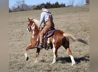 Paint Horse, Gelding, 12 years, 15,1 hh, Overo-all-colors