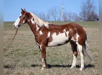 Paint Horse, Gelding, 12 years, 15,1 hh, Overo-all-colors