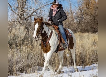 Paint Horse, Gelding, 12 years, 17.2 hh, White