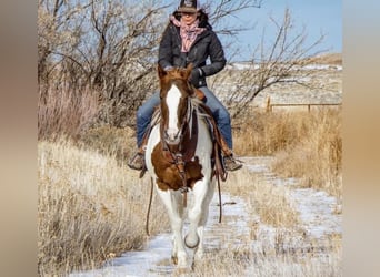 Paint Horse, Gelding, 12 years, 17.2 hh, White