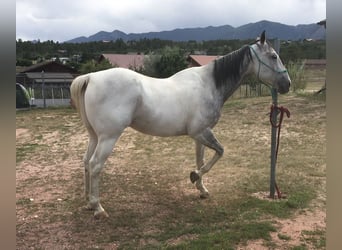 Paint Horse, Gelding, 12 years, 6 hh, Gray