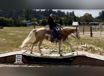 Paint Horse, Gelding, 12 years, Palomino