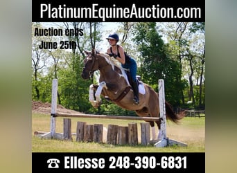 Paint Horse, Gelding, 12 years, Tobiano-all-colors