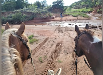 Paint Horse, Gelding, 13 years, 14.1 hh, Chestnut