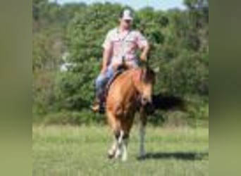 Paint Horse, Gelding, 13 years, 14,3 hh, Buckskin