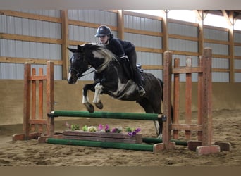 Paint Horse, Gelding, 13 years, 14 hh, Tobiano-all-colors