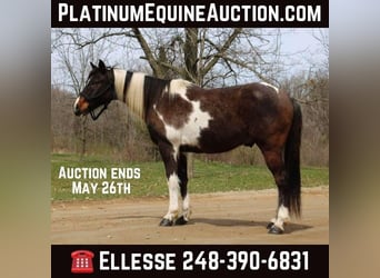 Paint Horse, Gelding, 13 years, 14 hh, Tobiano-all-colors