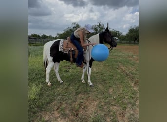 Paint Horse, Gelding, 13 years, 14,2 hh, Pinto