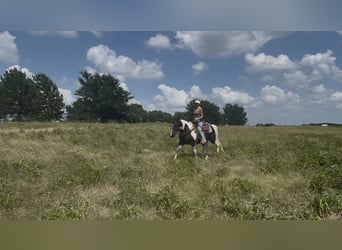Paint Horse, Gelding, 13 years, 14,2 hh, Pinto