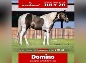 Paint Horse, Gelding, 13 years, 14,2 hh, Pinto