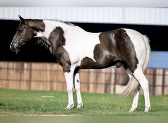 Paint Horse, Gelding, 13 years, 14,2 hh, Pinto