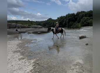 Paint Horse, Gelding, 13 years, 14,2 hh, Pinto