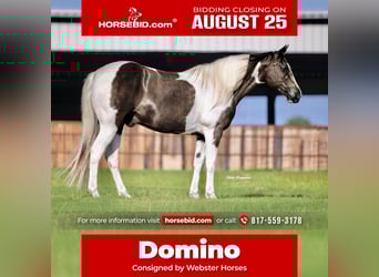 Paint Horse, Gelding, 13 years, 14,2 hh, Pinto