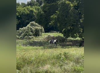 Paint Horse, Gelding, 13 years, 14,2 hh, Pinto