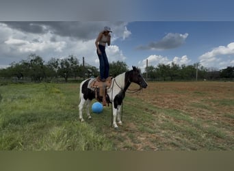 Paint Horse, Gelding, 13 years, 14,2 hh, Pinto