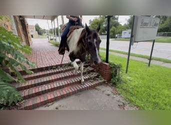 Paint Horse, Gelding, 13 years, 14,2 hh, Pinto