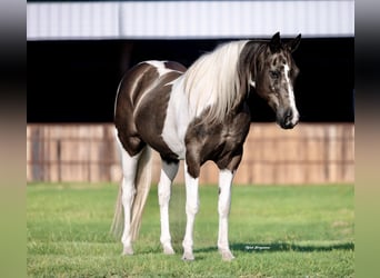 Paint Horse, Gelding, 13 years, 14,2 hh, Pinto