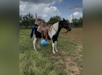 Paint Horse, Gelding, 13 years, 14,2 hh, Pinto