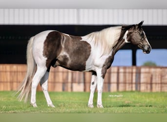 Paint Horse, Gelding, 13 years, 14,2 hh, Pinto