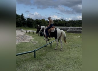 Paint Horse, Gelding, 13 years, 14,2 hh, Pinto