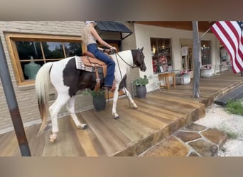 Paint Horse, Gelding, 13 years, 14,2 hh, Pinto