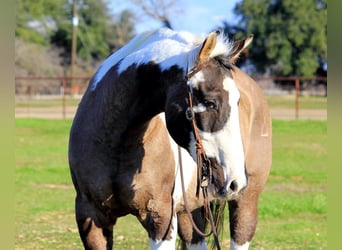 Paint Horse, Gelding, 13 years, 15.2 hh, Tobiano-all-colors