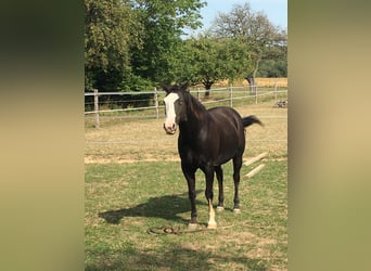 Paint Horse, Gelding, 13 years, 15 hh, Black