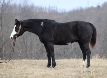 Paint Horse, Gelding, 13 years, 15 hh, Overo-all-colors