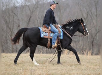 Paint Horse, Gelding, 13 years, 15 hh, Overo-all-colors