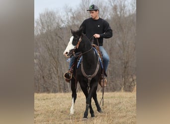 Paint Horse, Gelding, 13 years, 15 hh, Overo-all-colors