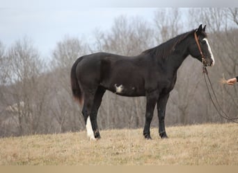 Paint Horse, Gelding, 13 years, 15 hh, Overo-all-colors