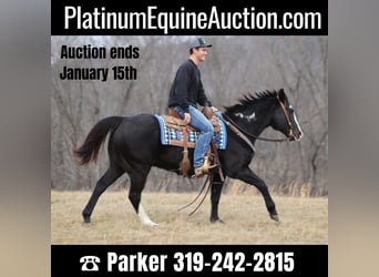 Paint Horse, Gelding, 13 years, 15 hh, Overo-all-colors