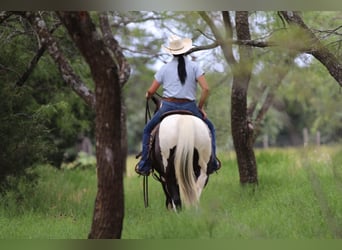 Paint Horse, Gelding, 13 years, 15 hh, Tobiano-all-colors