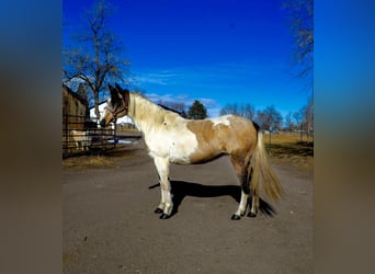 Paint Horse, Gelding, 13 years, 15 hh, Tobiano-all-colors