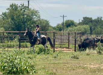 Paint Horse, Gelding, 13 years, 15,1 hh, Pinto