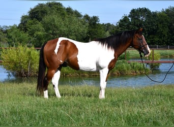 Paint Horse, Gelding, 13 years, 15,1 hh, Pinto