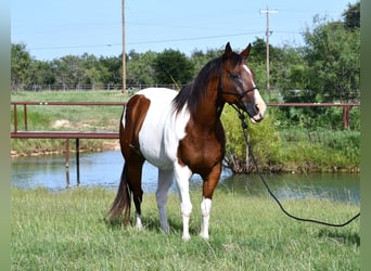 Paint Horse, Gelding, 13 years, 15,1 hh, Pinto