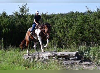 Paint Horse, Gelding, 13 years, 15,1 hh, Pinto