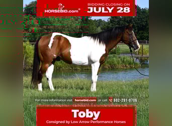 Paint Horse, Gelding, 13 years, 15,1 hh, Pinto