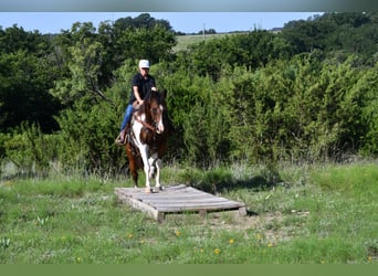 Paint Horse, Gelding, 13 years, 15,1 hh, Pinto