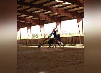 Paint Horse, Gelding, 13 years, 15,1 hh, Pinto