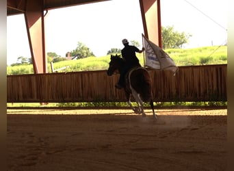 Paint Horse, Gelding, 13 years, 15,1 hh, Pinto