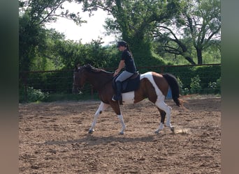 Paint Horse, Gelding, 13 years, 15,1 hh, Pinto
