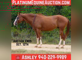 Paint Horse, Gelding, 13 years, 16 hh, Chestnut