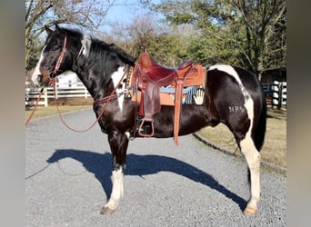 Paint Horse, Gelding, 13 years, 16 hh