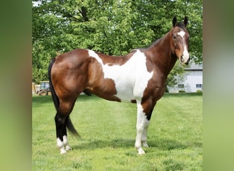 Paint Horse, Gelding, 13 years, 16 hh