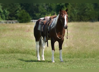 Paint Horse, Gelding, 14 years, 14.1 hh, Chestnut