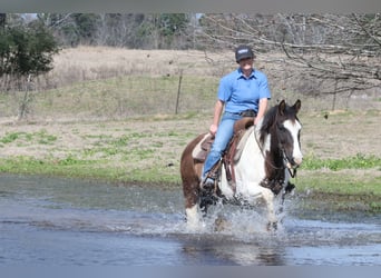 Paint Horse, Gelding, 14 years, 14,2 hh